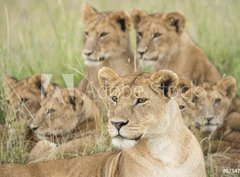 Fototapeta papr 360 x 266, 57547557 - Pride of Lions, Serengeti, Tanzania