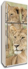 Samolepka na lednici flie 80 x 200, 57547557 - Pride of Lions, Serengeti, Tanzania