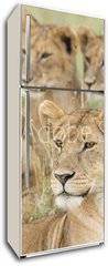 Samolepka na lednici flie 80 x 200  Pride of Lions, Serengeti, Tanzania, 80 x 200 cm