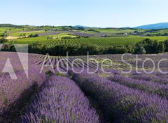 Fototapeta100 x 73  panoramique  Champ de lavande en Provence, 100 x 73 cm