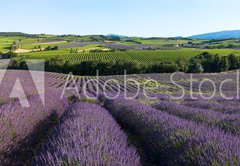 Fototapeta145 x 100  panoramique  Champ de lavande en Provence, 145 x 100 cm