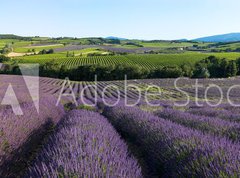 Fototapeta vliesov 270 x 200, 5757066 - panoramique - Champ de lavande en Provence