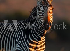Samolepka flie 100 x 73  Cape Mountain Zebra portrait, 100 x 73 cm