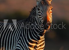 Fototapeta100 x 73  Cape Mountain Zebra portrait, 100 x 73 cm