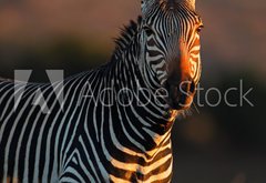 Fototapeta174 x 120  Cape Mountain Zebra portrait, 174 x 120 cm