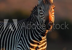 Fototapeta184 x 128  Cape Mountain Zebra portrait, 184 x 128 cm