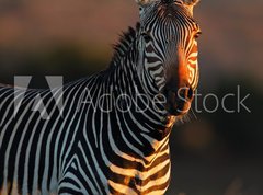 Samolepka flie 270 x 200, 57661431 - Cape Mountain Zebra portrait