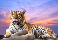 Fototapeta pltno 174 x 120, 57972790 - Tiger looking something on the rock with beautiful sky at sunset