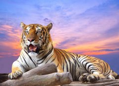 Fototapeta vliesov 200 x 144, 57972790 - Tiger looking something on the rock with beautiful sky at sunset