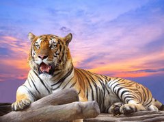 Samolepka flie 270 x 200  Tiger looking something on the rock with beautiful sky at sunset, 270 x 200 cm