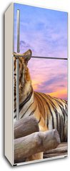 Samolepka na lednici flie 80 x 200  Tiger looking something on the rock with beautiful sky at sunset, 80 x 200 cm