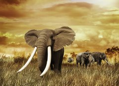 Fototapeta100 x 73  Elephants At Sunset, 100 x 73 cm