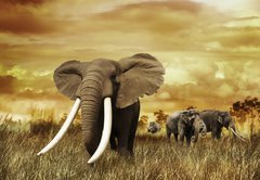 Samolepka flie 145 x 100  Elephants At Sunset, 145 x 100 cm