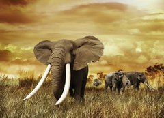Samolepka flie 200 x 144, 58462231 - Elephants At Sunset