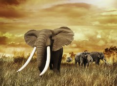 Fototapeta330 x 244  Elephants At Sunset, 330 x 244 cm