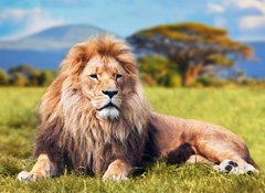 Fototapeta100 x 73  Big lion lying on savannah grass. Kenya, Africa, 100 x 73 cm