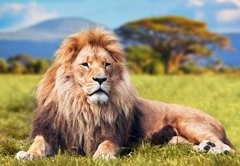 Fototapeta145 x 100  Big lion lying on savannah grass. Kenya, Africa, 145 x 100 cm