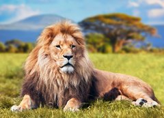 Fototapeta200 x 144  Big lion lying on savannah grass. Kenya, Africa, 200 x 144 cm