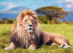 Fototapeta papr 254 x 184, 58606525 - Big lion lying on savannah grass. Kenya, Africa