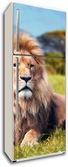 Samolepka na lednici flie 80 x 200  Big lion lying on savannah grass. Kenya, Africa, 80 x 200 cm