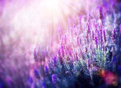 Samolepka flie 100 x 73, 58716262 - Lavender Flowers Field. Growing and Blooming Lavender