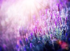 Samolepka flie 270 x 200, 58716262 - Lavender Flowers Field. Growing and Blooming Lavender - Lavender Flowers Field. Pstovn a kvetouc levandule