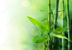 Fototapeta pltno 174 x 120, 58926337 - bamboo stalks on water