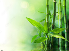 Fototapeta papr 360 x 266, 58926337 - bamboo stalks on water