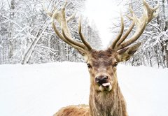 Samolepka flie 145 x 100, 58977181 - Deer with beautiful big horns on a winter country road - Jelen s krsnmi velkmi rohy na zimn venkovsk cest