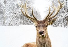 Fototapeta papr 184 x 128, 58977181 - Deer with beautiful big horns on a winter country road