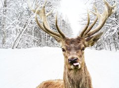 Fototapeta pltno 330 x 244, 58977181 - Deer with beautiful big horns on a winter country road - Jelen s krsnmi velkmi rohy na zimn venkovsk cest