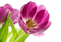 Fototapeta145 x 100  lilac tulips isolated on white, 145 x 100 cm