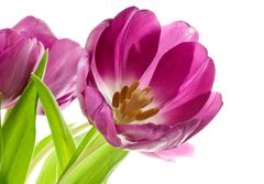 Fototapeta184 x 128  lilac tulips isolated on white, 184 x 128 cm