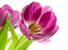 Fototapeta vliesov 270 x 200, 5902197 - lilac tulips isolated on white - lila tulipny izolovanch na blm