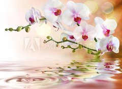 Fototapeta vliesov 100 x 73, 59169031 - white orchids on water with drop