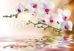 Samolepka flie 145 x 100, 59169031 - white orchids on water with drop - bl orchideje na vod s poklesem