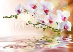 Fototapeta vliesov 200 x 144, 59169031 - white orchids on water with drop