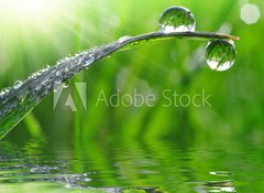 Fototapeta vliesov 100 x 73, 59247647 - dew drops close up