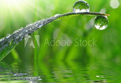 Fototapeta pltno 174 x 120, 59247647 - dew drops close up