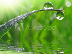 Samolepka flie 270 x 200  dew drops close up, 270 x 200 cm