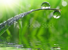 Fototapeta pltno 330 x 244, 59247647 - dew drops close up