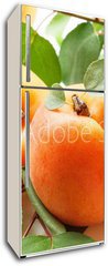Samolepka na lednici flie 80 x 200, 59284348 - Fresh apricots