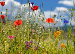 Samolepka flie 100 x 73, 5928687 - Colorful wildflowers - Barevn kvtiny