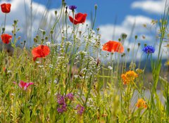 Fototapeta100 x 73  Colorful wildflowers, 100 x 73 cm