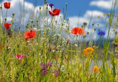 Samolepka flie 145 x 100, 5928687 - Colorful wildflowers