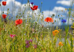 Fototapeta184 x 128  Colorful wildflowers, 184 x 128 cm