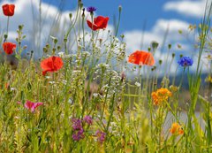 Fototapeta200 x 144  Colorful wildflowers, 200 x 144 cm