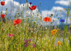 Fototapeta pltno 240 x 174, 5928687 - Colorful wildflowers