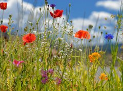 Fototapeta270 x 200  Colorful wildflowers, 270 x 200 cm