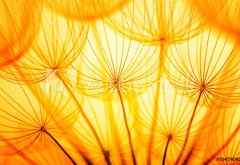 Samolepka flie 145 x 100  Dandelion, 145 x 100 cm
